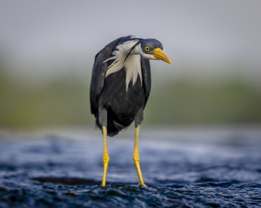 Untitled wildlife artwork