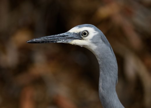 Untitled wildlife artwork