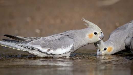 Untitled wildlife artwork