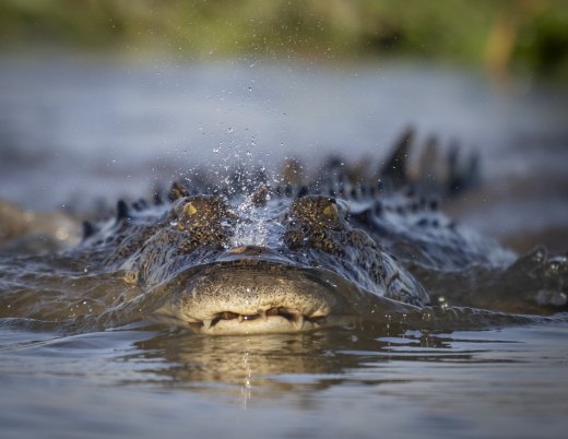 Untitled wildlife artwork