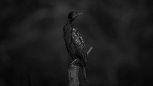 Untitled wildlife artwork