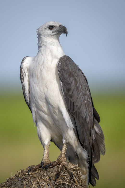 Sea Eagle portrait