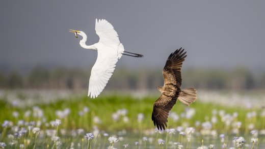 Untitled wildlife artwork