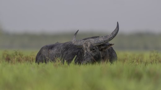Untitled wildlife artwork