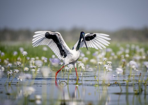 Dance of the Lilies