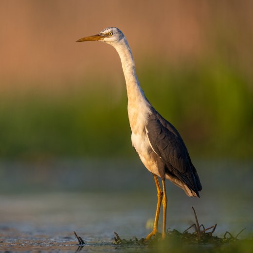 Untitled wildlife artwork