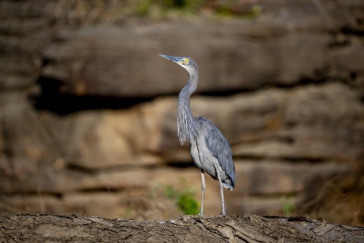 Untitled wildlife artwork