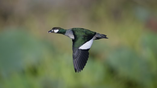 Untitled wildlife artwork