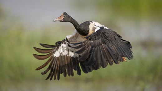 Untitled wildlife artwork