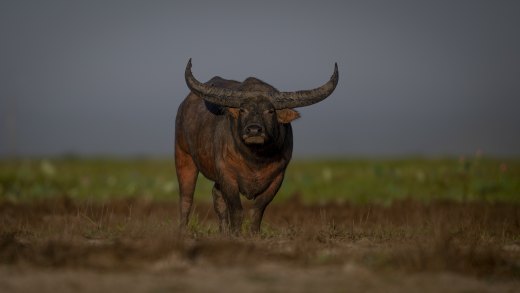 Untitled wildlife artwork