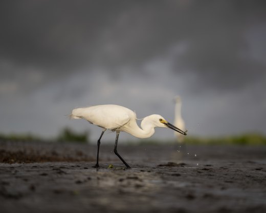Untitled wildlife artwork
