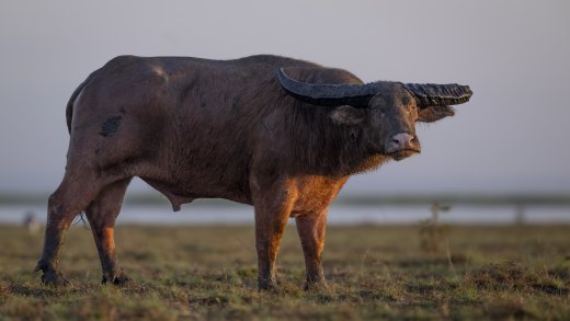 Untitled wildlife artwork