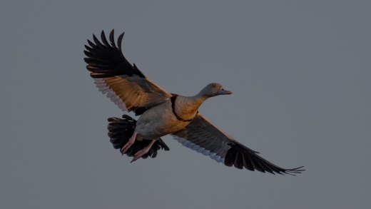 Untitled wildlife artwork