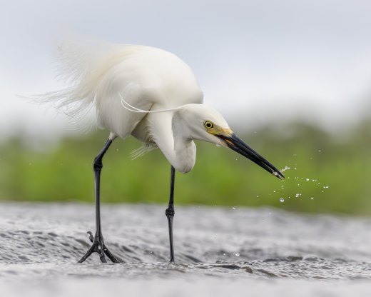 Untitled wildlife artwork