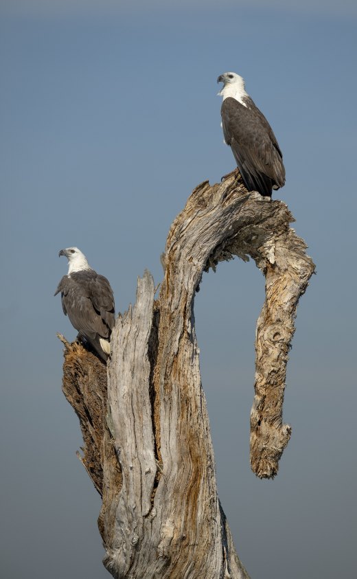 The Eagle Tree