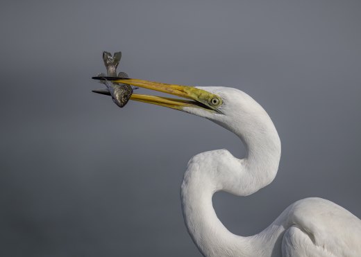 Untitled wildlife artwork