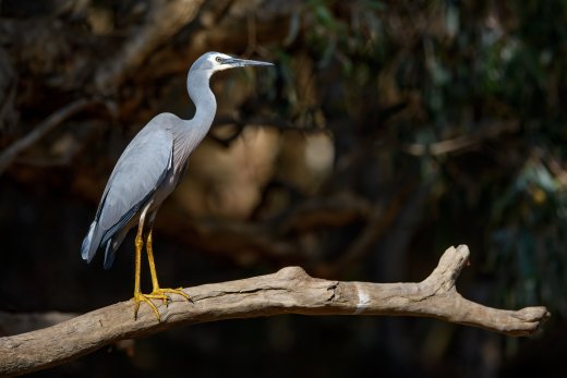 Untitled wildlife artwork