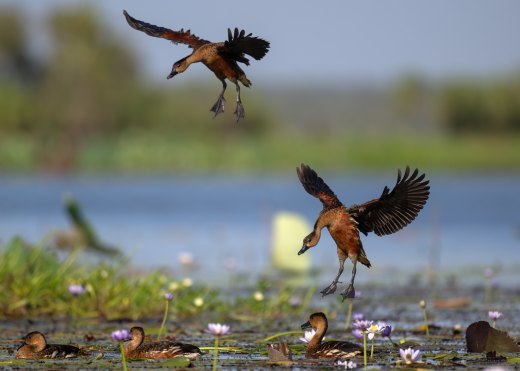 Untitled wildlife artwork