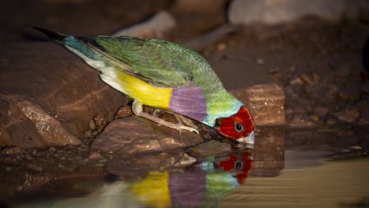 Untitled wildlife artwork