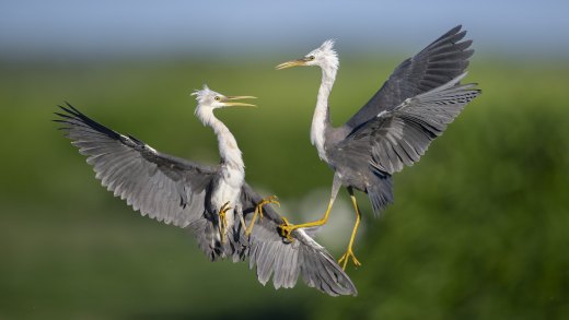 Untitled wildlife artwork