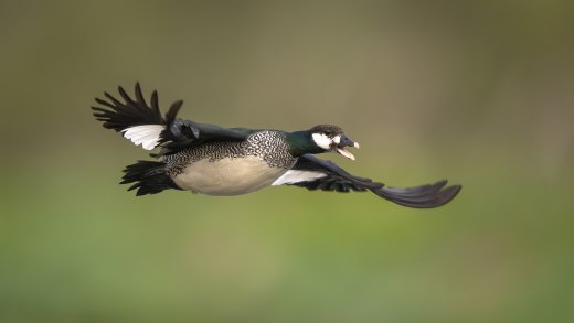 Untitled wildlife artwork