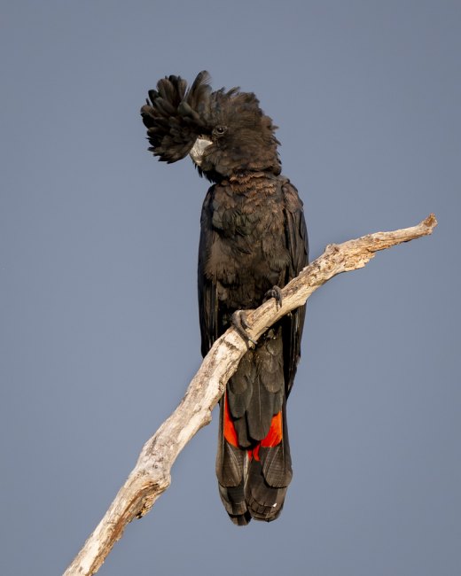 Untitled wildlife artwork