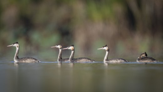 Untitled wildlife artwork