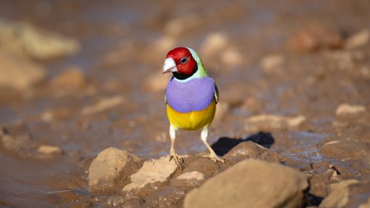 Gouldian Finch at Timber Creek