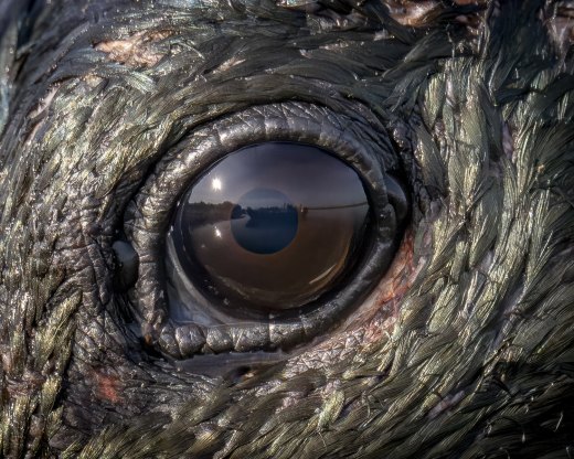 Eye of the Jabiru