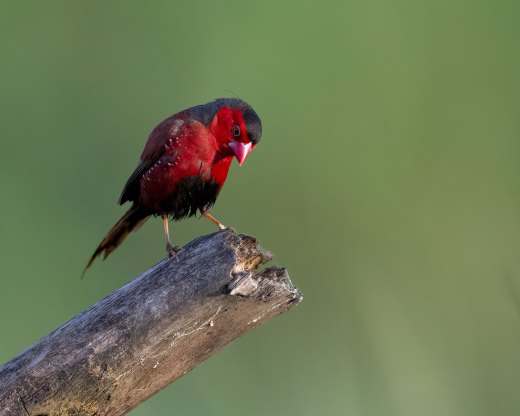 Shy Crimson