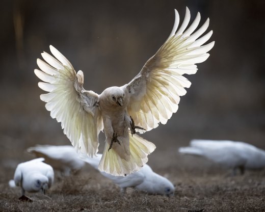 Untitled wildlife artwork