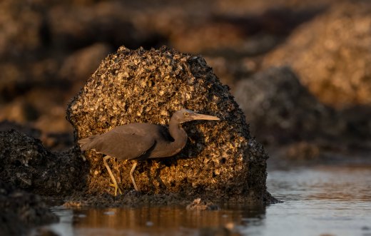 Untitled wildlife artwork