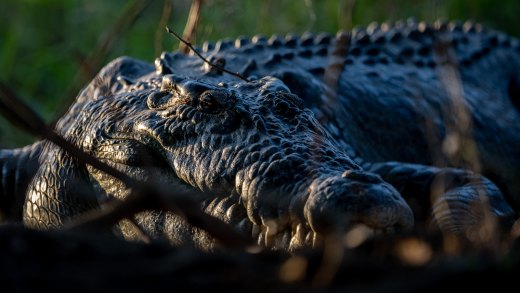 Untitled wildlife artwork
