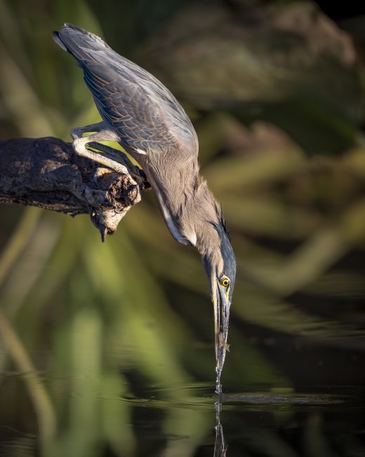 Untitled wildlife artwork