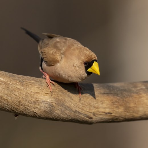 Untitled wildlife artwork