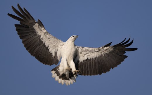 Wingspread across perfect blue