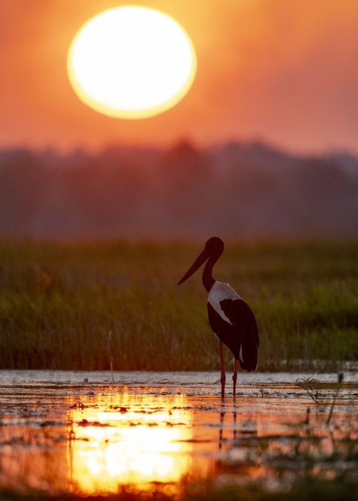 Untitled wildlife artwork