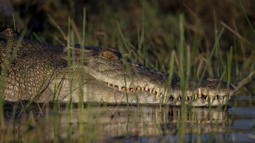 Untitled wildlife artwork