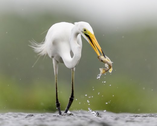 Untitled wildlife artwork