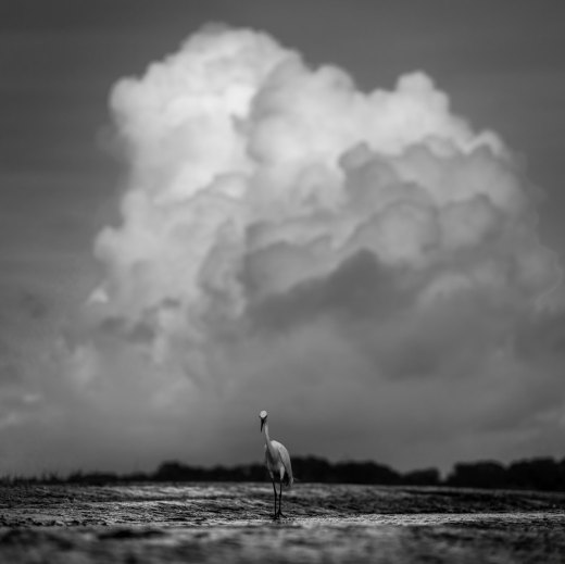 Untitled wildlife artwork