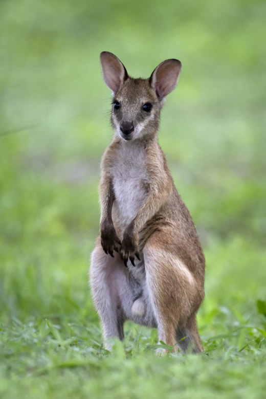 Untitled wildlife artwork