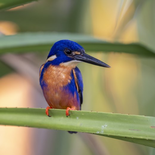 Azure in the Pandanus