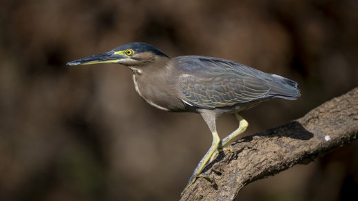 Untitled wildlife artwork