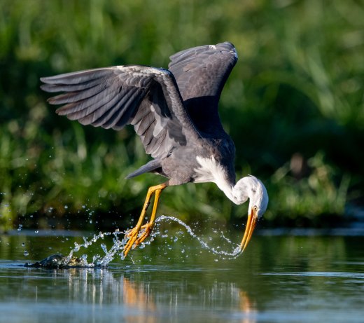 Untitled wildlife artwork