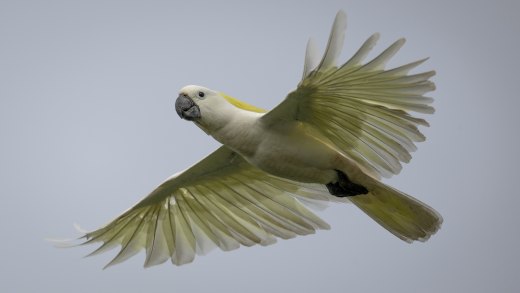 Untitled wildlife artwork