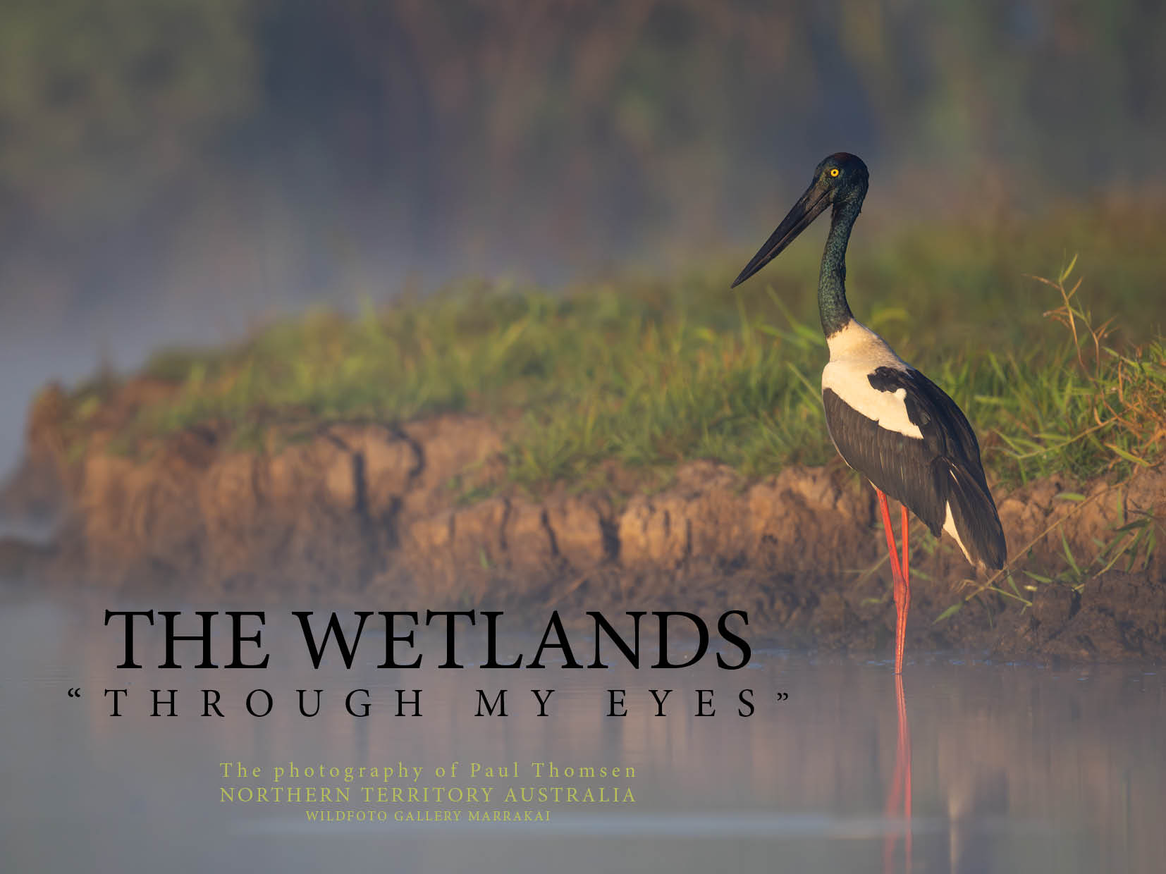 Wetlands Through My Eyes book