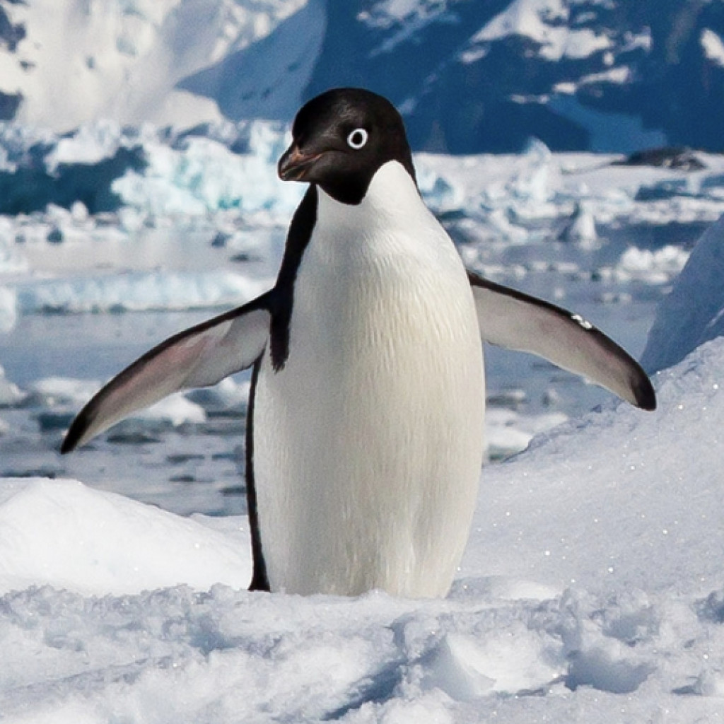 Adelie Penguin