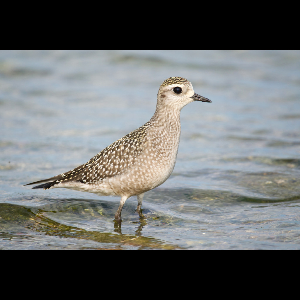 American Golden Plover