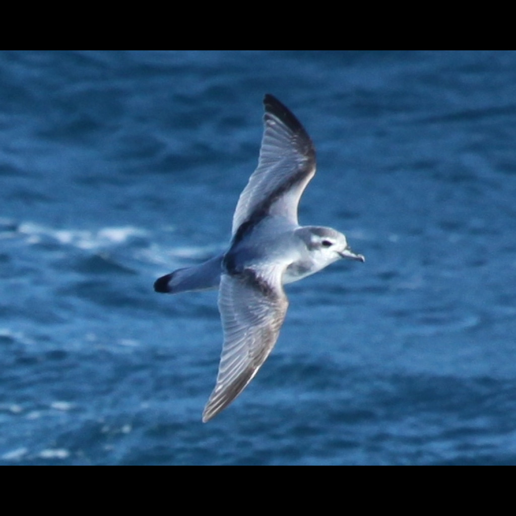 Antarctic Prion