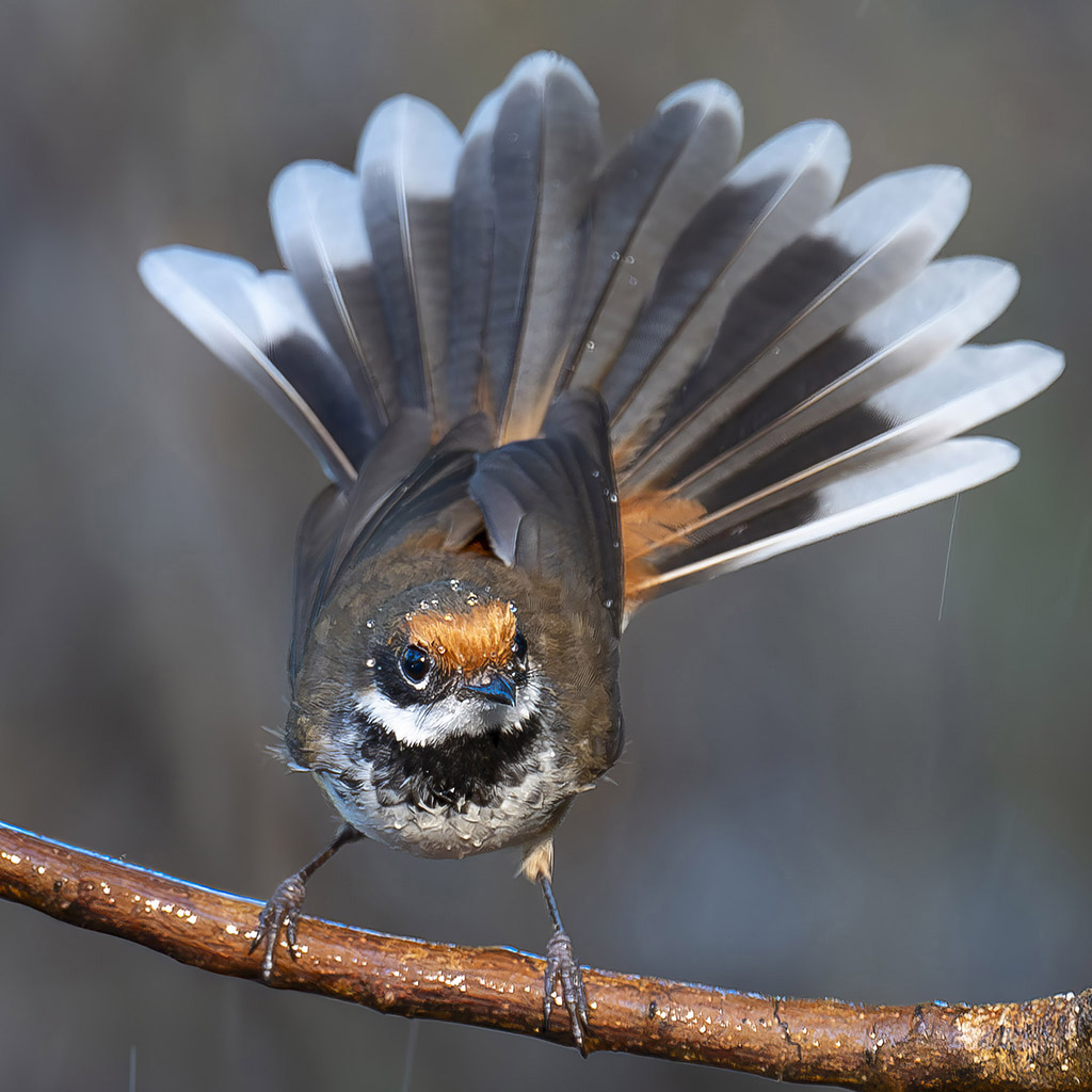 Arafura fantail